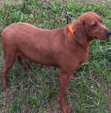 Timber Chopper Kennels - Redbone Coonhounds