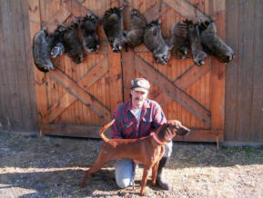 redbone coonhound hunting dogs